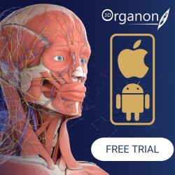 3D Organon | Professional