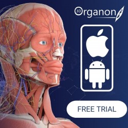 3D Organon Anatomy | Dla...