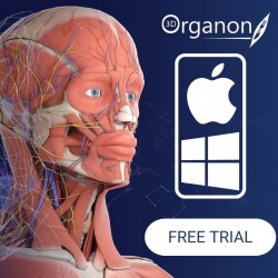 3D Organon Anatomy | Dla...