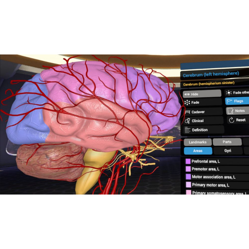 3D Organon VR Anatomy for your Standalone VR headset | Standard