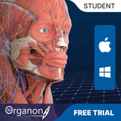 3D Organon | Student