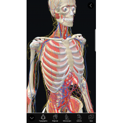 3D Organon Anatomy | Enterprise Edition