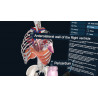 3D Organon XR| Premium