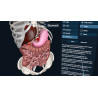 3D Organon XR| Premium