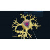 3D Organon XR| Premium