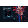 3D Organon XR| Premium