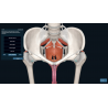 3D Organon Anatomy for Professionals
