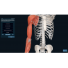 3D Organon Anatomy for Professionals