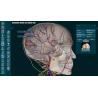 3D Organon for Professionals