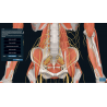 3D Organon Anatomy for Professionals