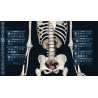 3D Organon Anatomy for Professionals