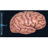 3D Organon Anatomy for Professionals