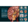 3D Organon for Professionals