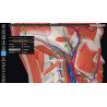 3D Organon VR Anatomy for your Standalone VR headset | Standard