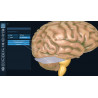 3D Organon VR Anatomy for your Standalone VR headset | Standard
