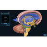 3D Organon VR Anatomy for your Standalone VR headset | Standard