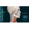 3D Organon VR Anatomy for your Standalone VR headset | Standard