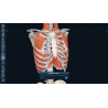 3D Organon VR Anatomy for your Standalone VR headset | Standard
