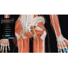 3D Organon for your mobile | Standard