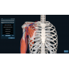 3D Organon VR Anatomy for your Standalone VR headset | Standard