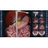 3D Organon for your mobile | Standard