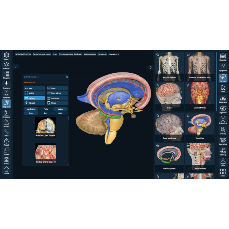 3D Organon VR Anatomy for your Standalone VR headset | Standard