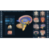 3D Organon for your mobile | Standard