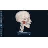 3D Organon for your mobile | Standard