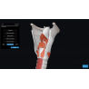 3D Organon for Students
