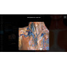 3D Organon Anatomy for Students