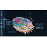 3D Organon Anatomy for Students