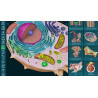3D Organon Anatomy for Students