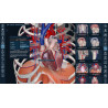 3D Organon for your mobile | Standard