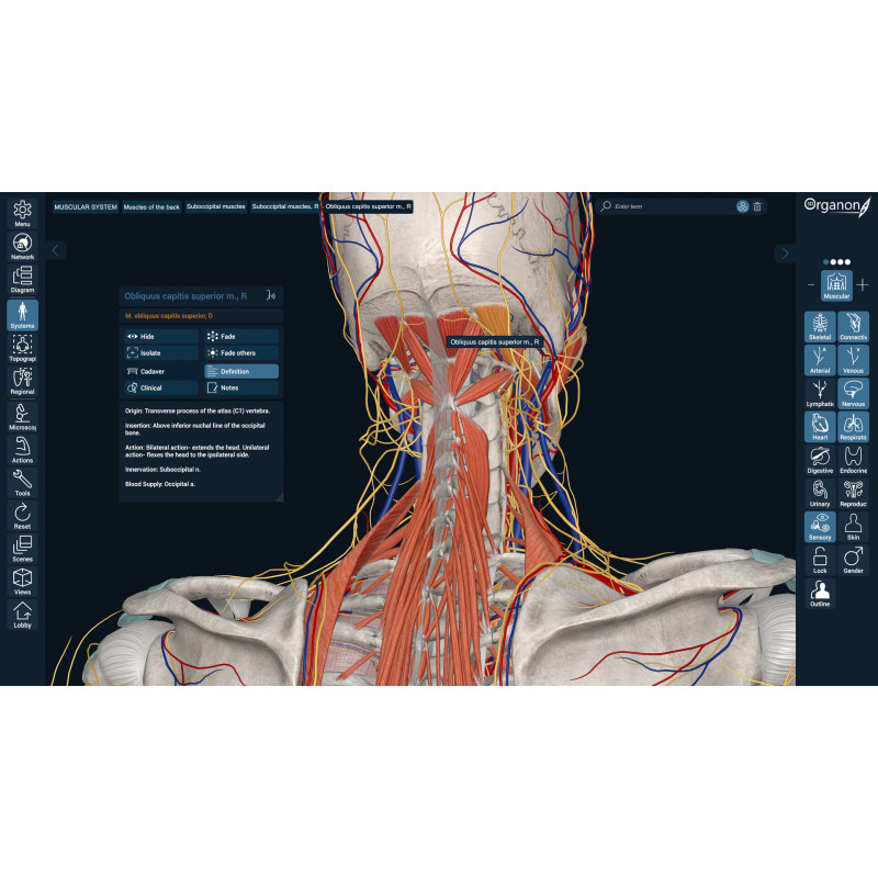 3D Organon VR Anatomy for your Standalone VR headset | Standard