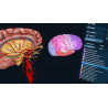 3D Organon VR Anatomy for your Standalone VR headset | Standard
