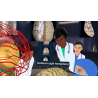 3D Organon VR Anatomy for your Standalone VR headset | Standard