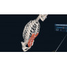 3D Organon VR Anatomy for your Standalone VR headset | Premium