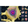 3D Organon VR Anatomy for your Standalone VR headset | Premium
