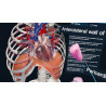 3D Organon VR Anatomy for your Standalone VR headset | Standard