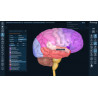 3D Organon for Professionals
