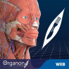 3D Organon for your web | Standard