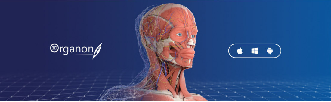 3D Organon